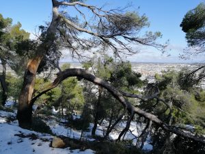 Lee más sobre el artículo Consecuencias de la tormenta Gloria